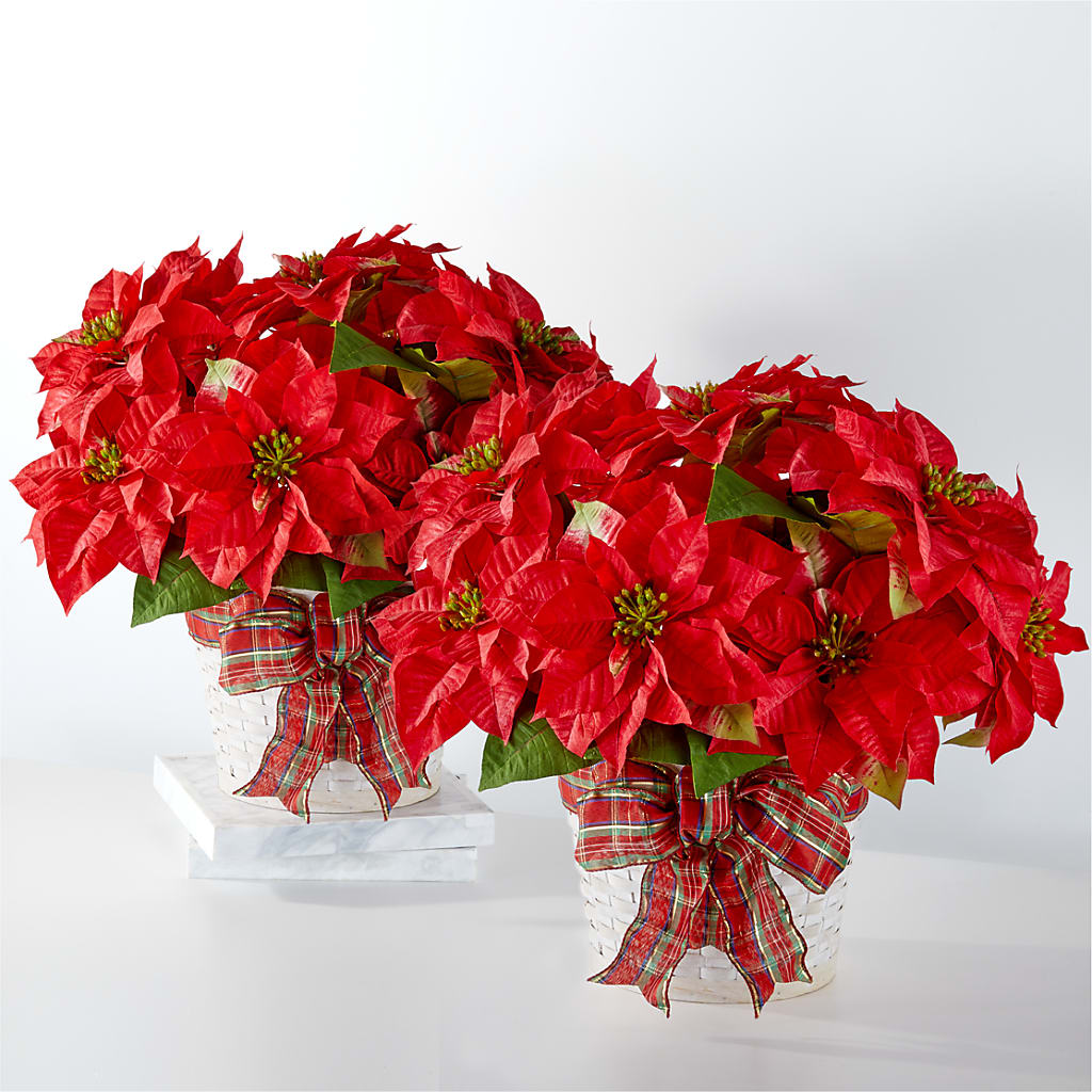Happiest Holidays Poinsettia Bundle – Petite Flower Shop, San Antonio TX