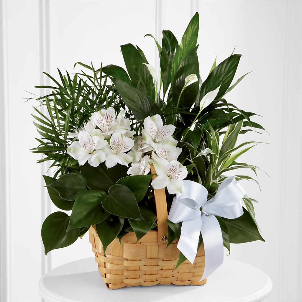 Peace & Serenity Dishgarden – Petite Flower Shop, San Antonio TX