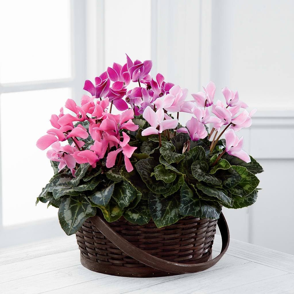 Mixed Cyclamen Planter – Petite Flower Shop, San Antonio TX