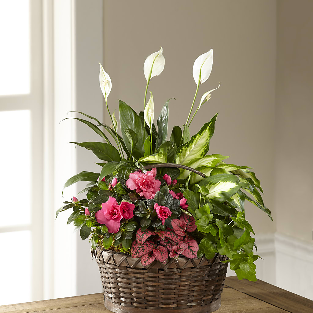 Dream in Pink Dishgarden – Petite Flower Shop, San Antonio TX