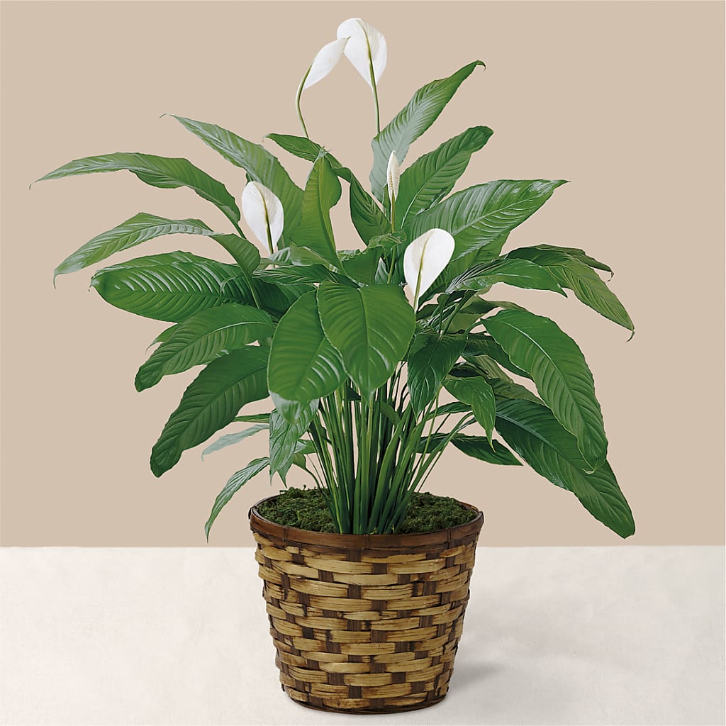 Tranquil Moments Peace Lily Plant – Petite Flower Shop, San Antonio TX