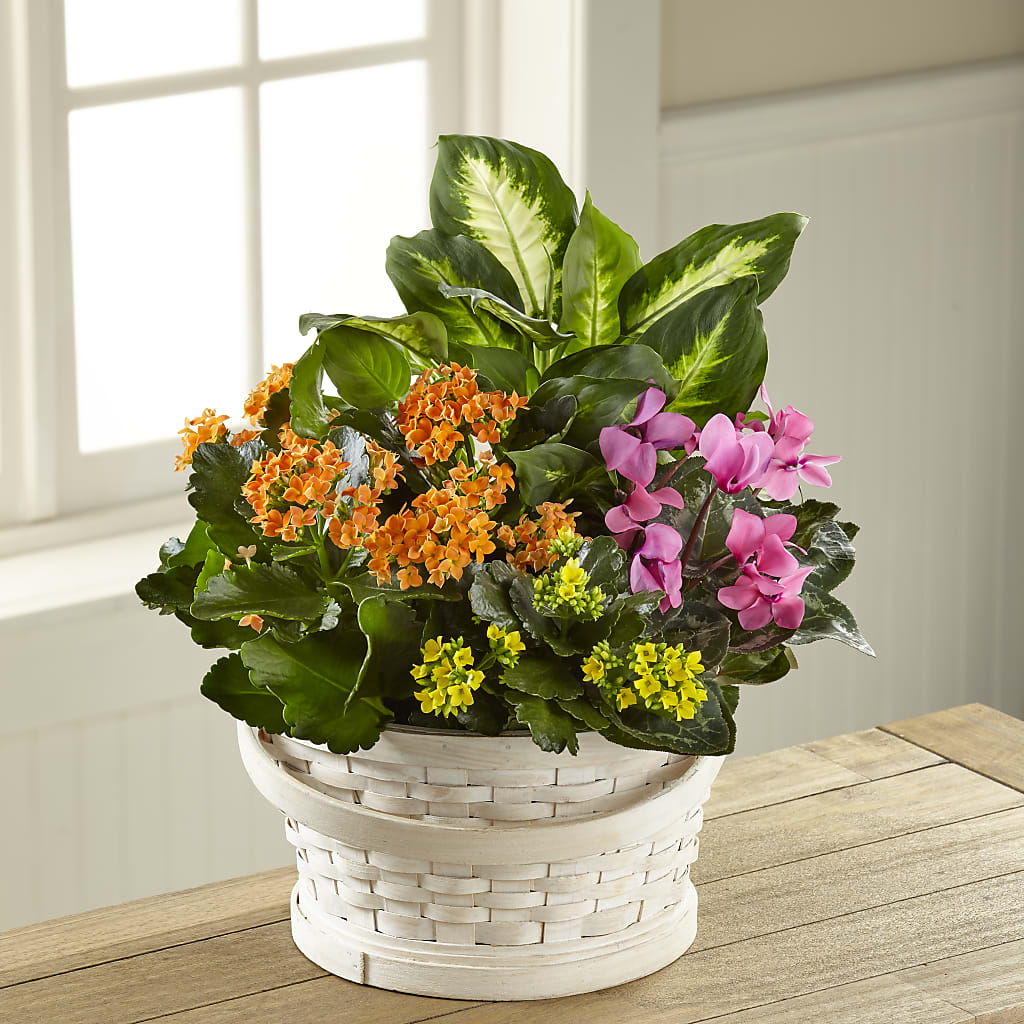 Color Crush Dishgarden – Petite Flower Shop, San Antonio TX