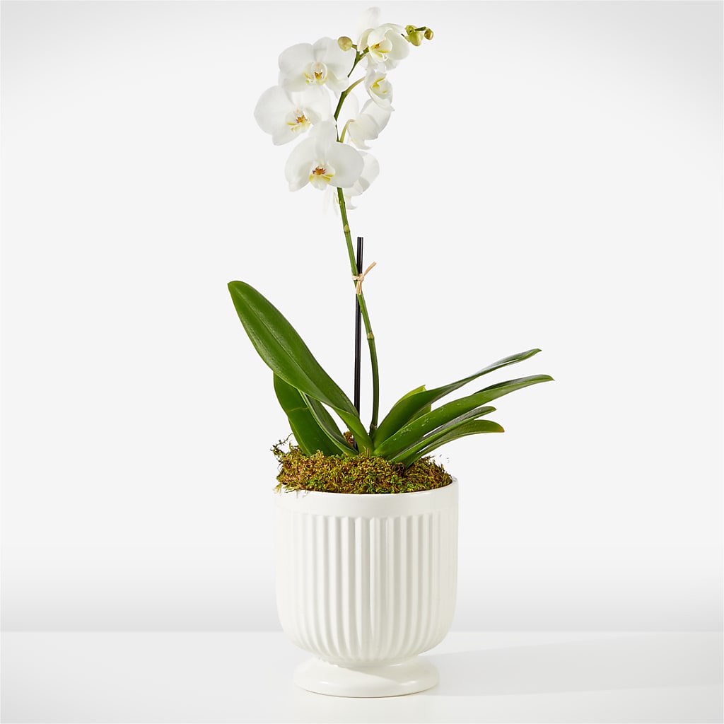 Whispering White Orchid – Petite Flower Shop, San Antonio TX