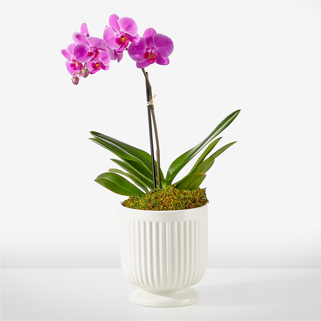 Friendly Fuchsia Orchid – Petite Flower Shop, San Antonio TX