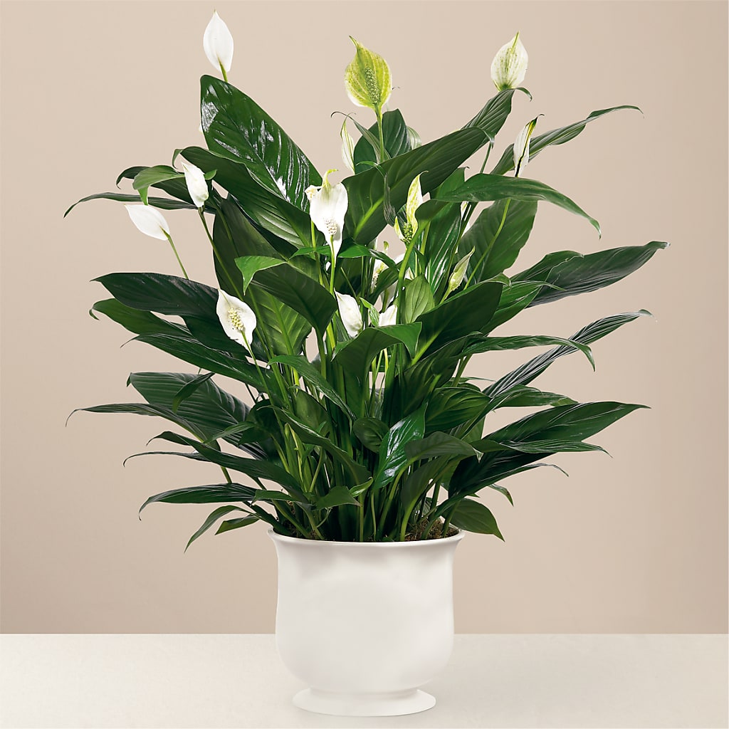 Comfort Planter – Petite Flower Shop, San Antonio TX