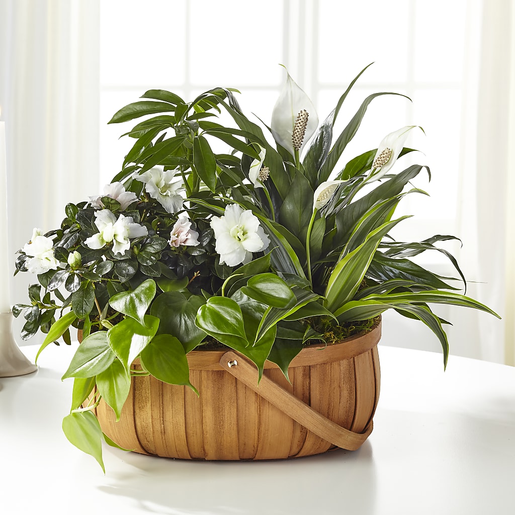 Serene Dishgarden – Petite Flower Shop, San Antonio TX