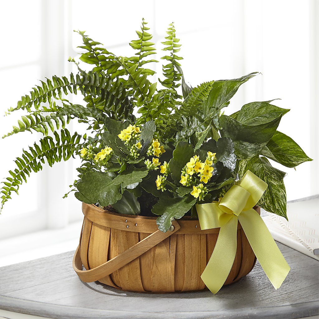 Always Dear Dishgarden – Petite Flower Shop, San Antonio TX