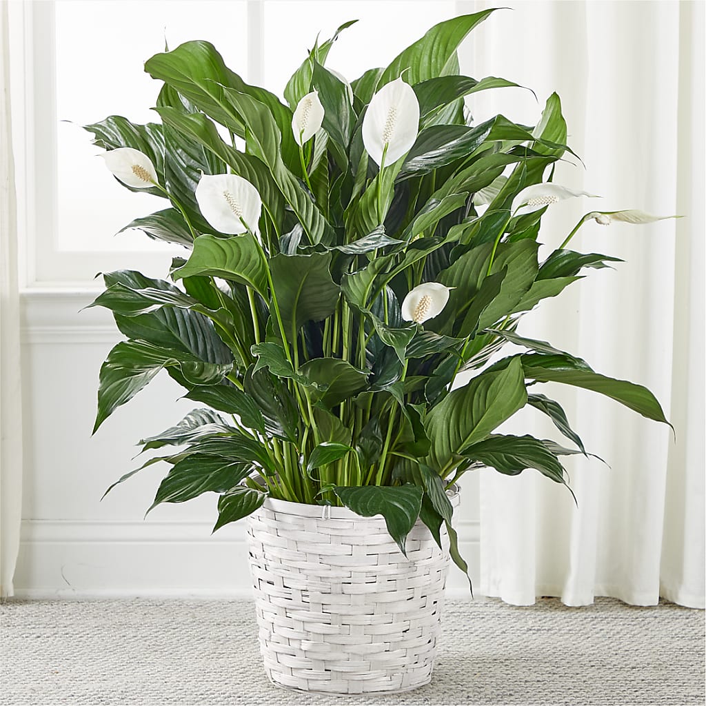 A New Leaf Peace Lily – Petite Flower Shop, San Antonio TX
