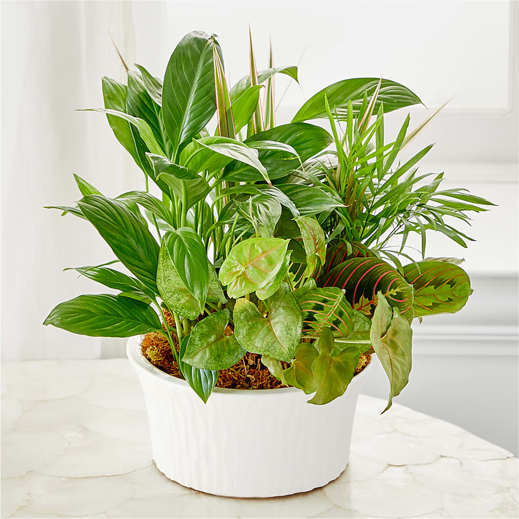 Balance & Harmony Dishgarden – Petite Flower Shop, San Antonio TX