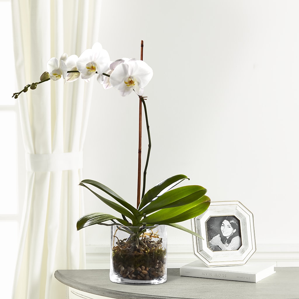 White Orchid Planter – Petite Flower Shop, San Antonio TX