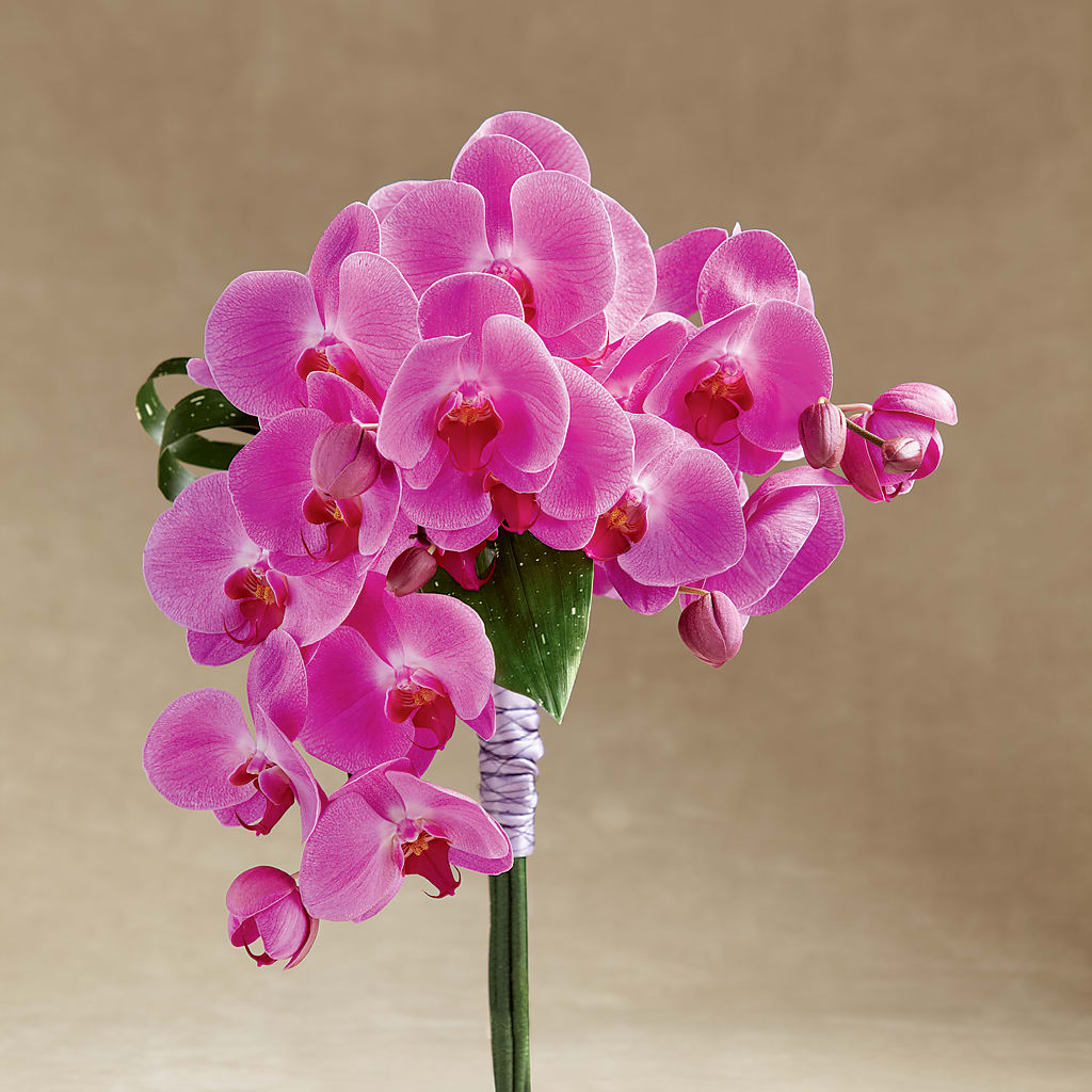 Glorious Bouquet – Petite Flower Shop, San Antonio TX
