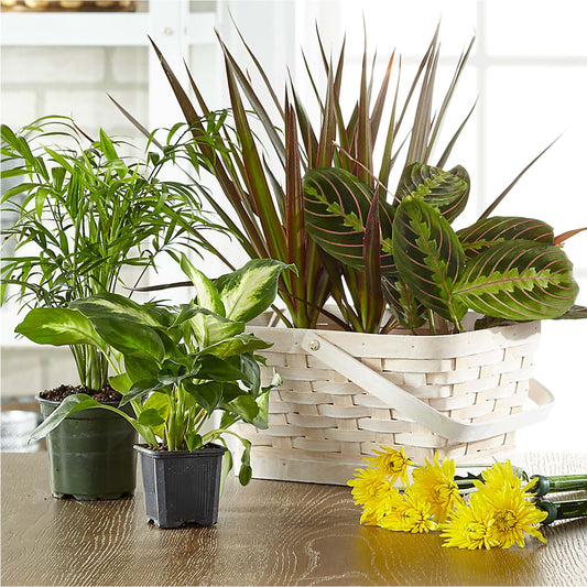 Florist Designed Blooming and Green Plants in a Basket –  Petite Flower Shop, San Antonio TX