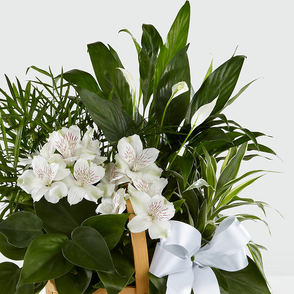 Peace & Serenity Dishgarden –  Petite Flower Shop, San Antonio TX