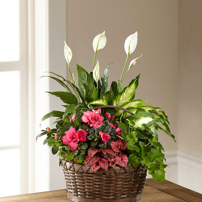 Dream in Pink Dishgarden –  Petite Flower Shop, San Antonio TX