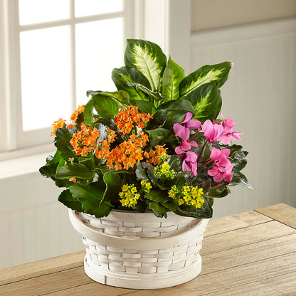 Color Crush Dishgarden –  Petite Flower Shop, San Antonio TX