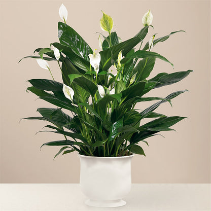 Comfort Planter –  Petite Flower Shop, San Antonio TX
