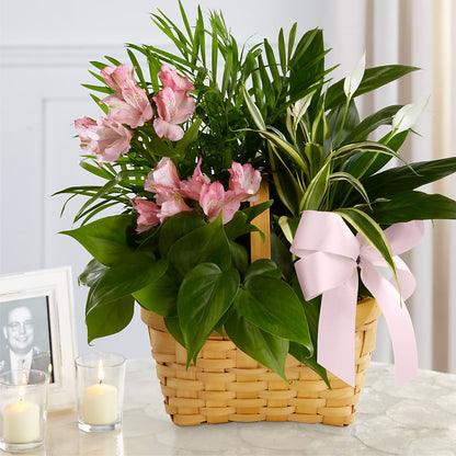 Living Spirit Dishgarden –  Petite Flower Shop, San Antonio TX