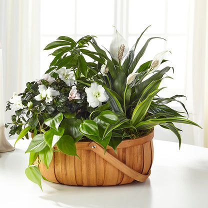 Serene Dishgarden –  Petite Flower Shop, San Antonio TX