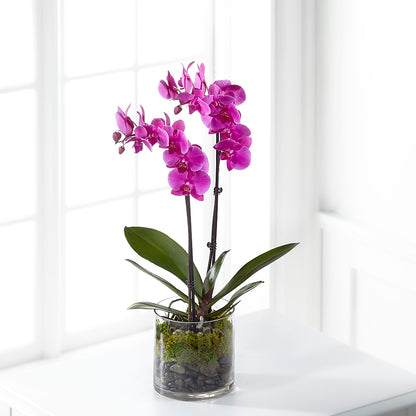 Pink Orchid Plant –  Petite Flower Shop, San Antonio TX