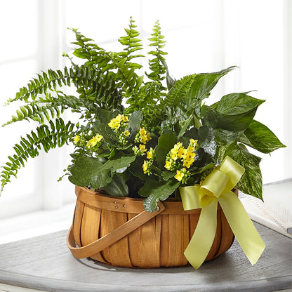 Always Dear Dishgarden –  Petite Flower Shop, San Antonio TX