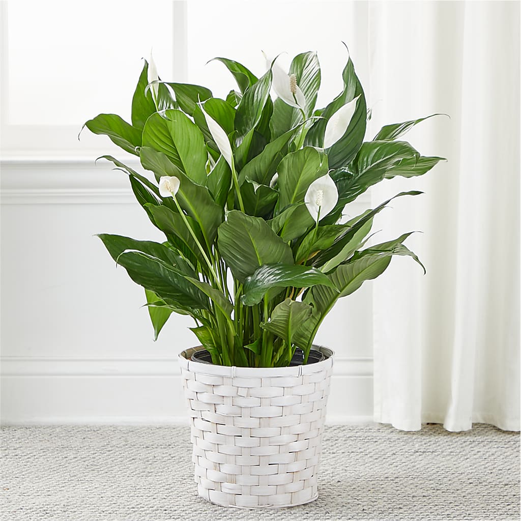 A New Leaf Peace Lily –  Petite Flower Shop, San Antonio TX