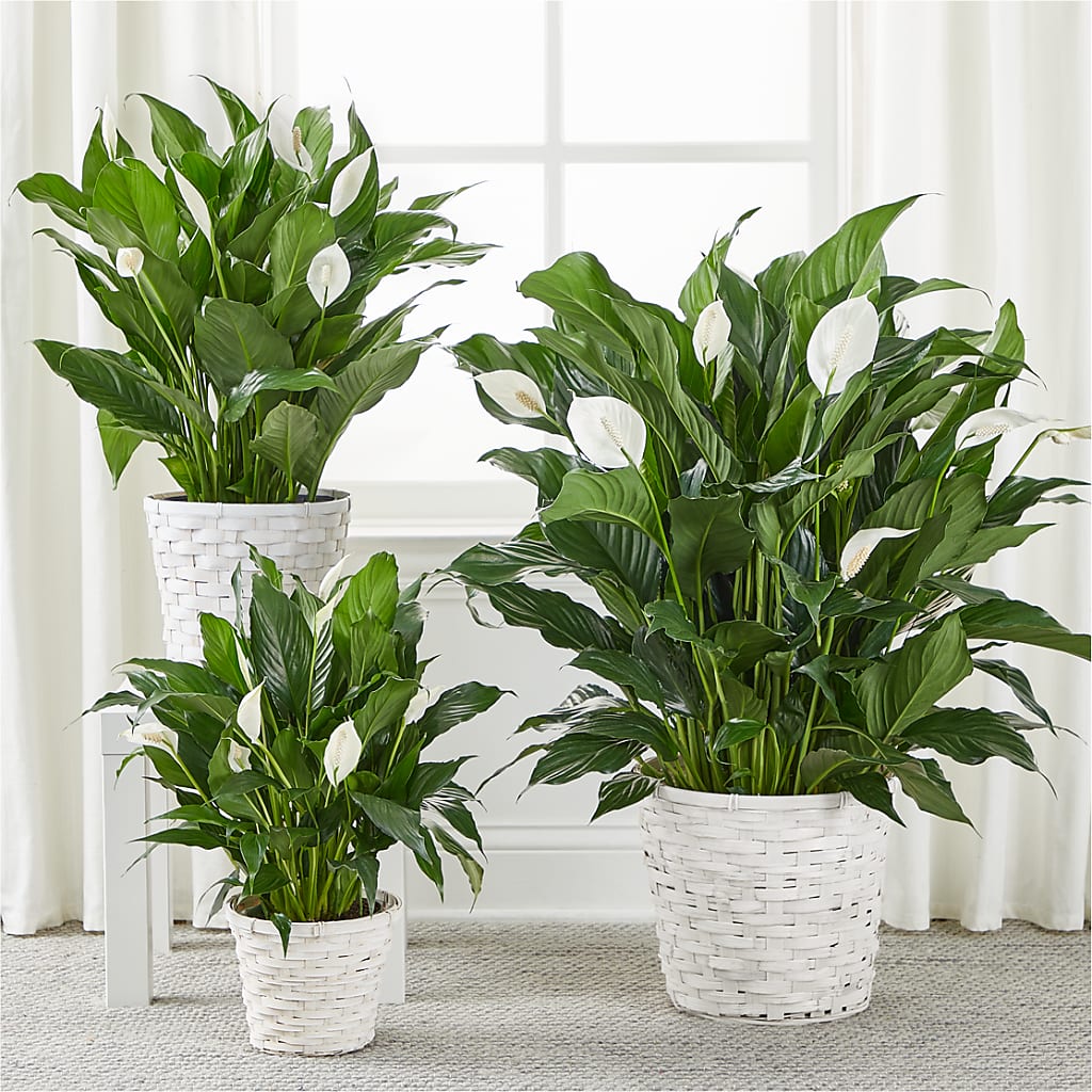 A New Leaf Peace Lily –  Petite Flower Shop, San Antonio TX