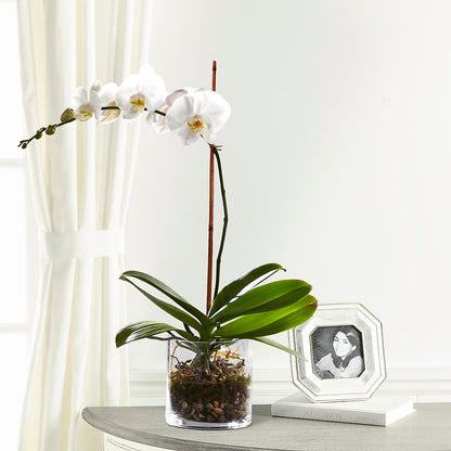 White Orchid Planter –  Petite Flower Shop, San Antonio TX